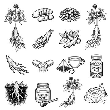 Natural ginseng plant root and herbal medicine elements collection featuring healthy dietary supplements tea capsules honey jars and skincare items drawn in artistic hand sketched ink line style