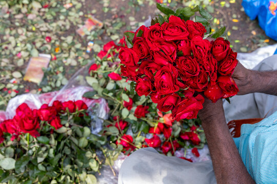 Hand holding a bunch of fresh red roses above a pile of rose stems and loose petals at the flower market, West Bengal, Kolkata, India