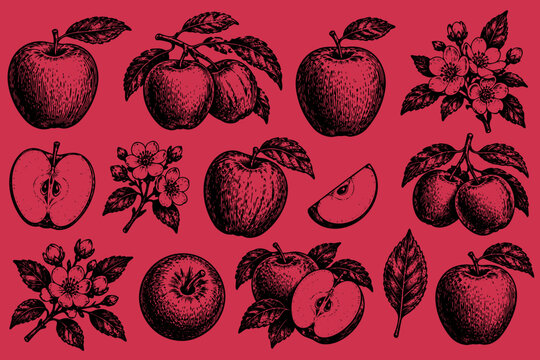 Vintage Apple Botanical Engravings Illustrations in Vector
