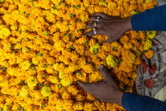 Hands pushing through a dense pile of yellow marigold flower heads at the flower market, West Bengal, Kolkata, India
