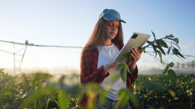 Lifestyle woman in field holding tablet. Farmer working in field with woman. Farmer working with a tablet in the field of agriculture. A female in a field carrying a tablet.