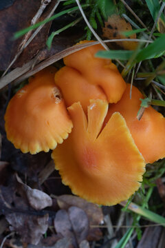Orange fungi growing within the Site of Special Scientific Interest Breney Common Cornwall 