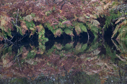 Autumnal ferns reflected in a pool at Site of Special Scientific Interest Breney Common Cornwall 