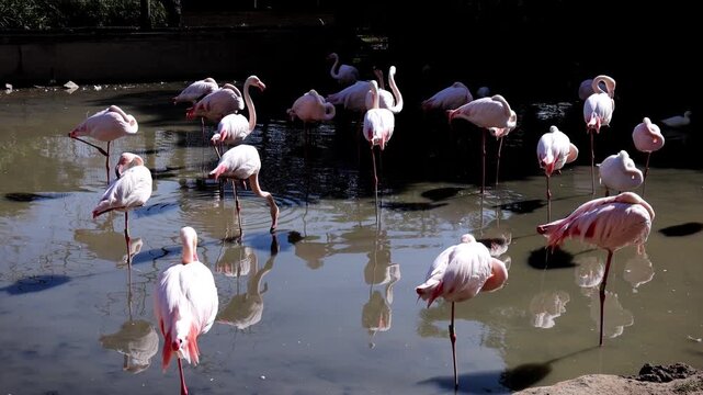 Pink flamingos elegantly wade and rest together in a peaceful wetland, sunlight highlighting their feathers and reflections in calm water. Cinematic, steady ground-level tripod shot.