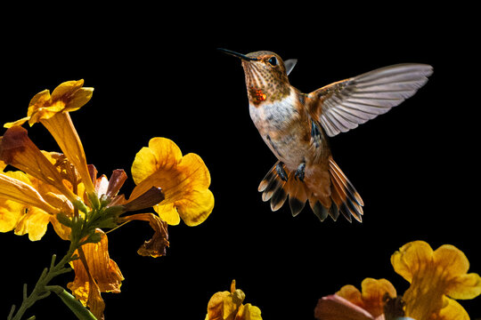 Rufous Hummingbird (Selasphorus rufus) in Flight, Feeding on Yellow Bells (Tecoma stans) Blooms, Over a Dark Background