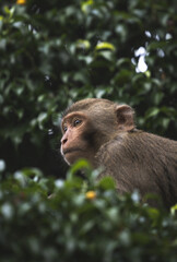 monkey  © Travel photo 
