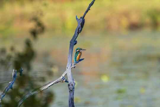 Martin-p&ecirc;cheur d&rsquo;Europe perch&eacute; sur une branche morte au bord de l&rsquo;eau, dans une ambiance paisible aux couleurs douces et au fond flou naturel.