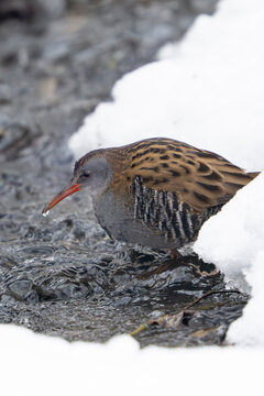 European water rail (Rallus aquaticus)