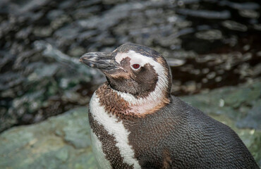 Close-up profile portrait of a Magellanic penguin with detailed plumage against a soft blurred background. © Nikola
