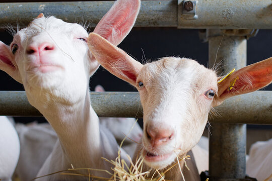 D&eacute;couvrez l'&eacute;levage de ch&egrave;vres laiti&egrave;res : savoir-faire paysan, bien-&ecirc;tre animal, p&acirc;turage et fabrication artisanale de fromages savoureux issus d'un lait frais de qualit&eacute; au c&oelig;ur des terroirs.