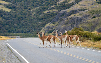 Naklejka premium Guanacos crossing road in Patagonia, Lama guanicoe near El Chalten, Argentina