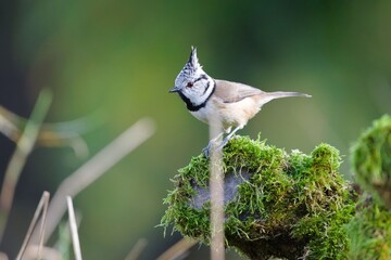 Crested Tit (Lophophanes cristatus) perched on a branch, Lovely bird from Czech republic. © czjonyyy