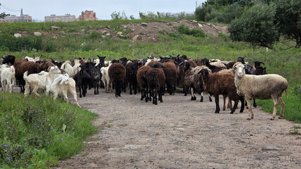A herd of sheep grazing on a dirt path surrounded by green grass. The flock includes black, white, and brown sheep, showcasing a rural farming scene. © Ksu
