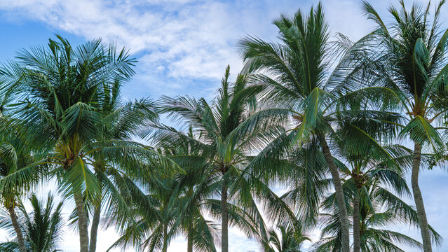 Palm trees under a clear blue sky with some clouds in the background