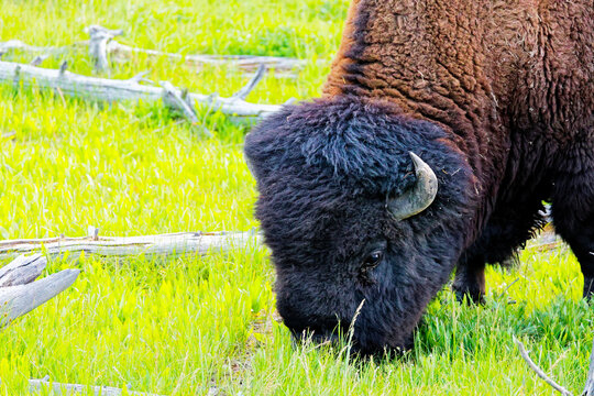 American Bison Grazing in Bright Green Meadow