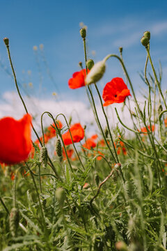 Poppy seed pod and red flower beneath blue sky