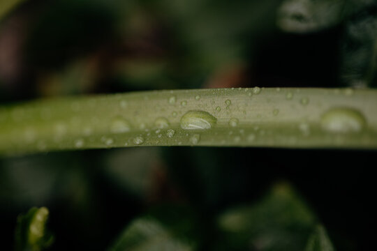 Macro view of dewy green leaf with soft dark background
