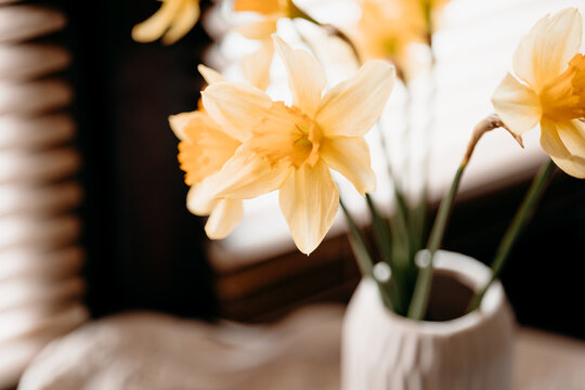 Golden daffodil flower border with soft bokeh background