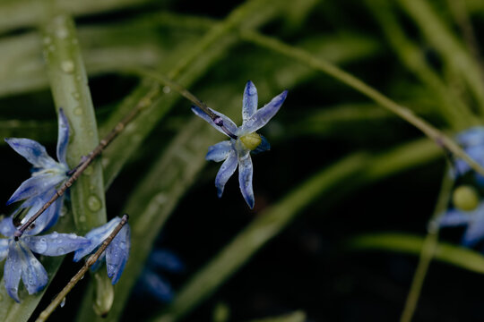 Macro view of blue flower petals with water droplets