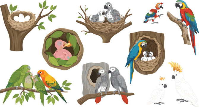 Exotic pet parrots and nesting families set featuring cute baby birds tree nests hollows and tropical wildlife vector illustration