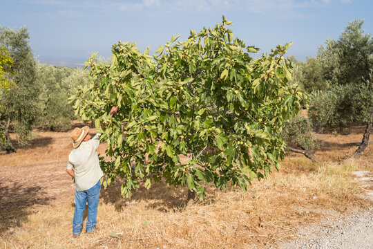 Senior farmer harvest fig in sunlit orchard