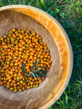 Sea-buckthorn berry harvest in a wooden bowl