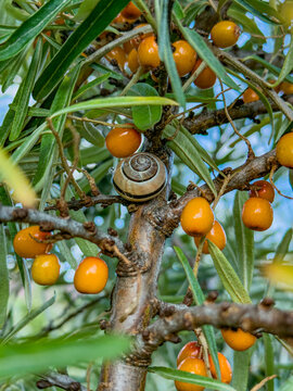 Sea-buckthorn berry harvest with snail on branch