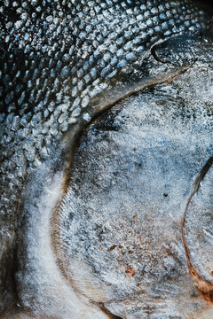 Close-up of salmon skin and scale texture detail