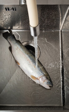 Fresh salmon under running water in kitchen sink