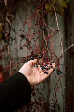Hand hold wild berry on autumn vine against concrete wall