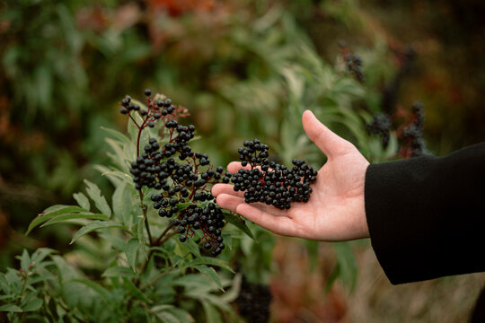 Hand hold ripe black elderberries in autumn garden