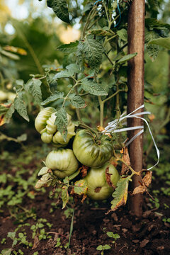 Green heirloom tomato fruit ripen on garden vine