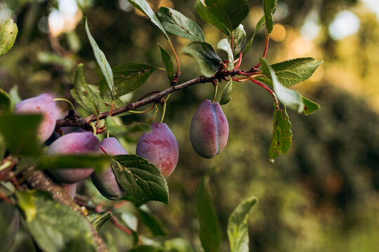 Ripe plum fruit growing on branch in summer garden