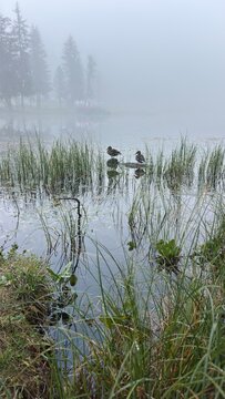 Ducks on a foggy autumn lake among reeds