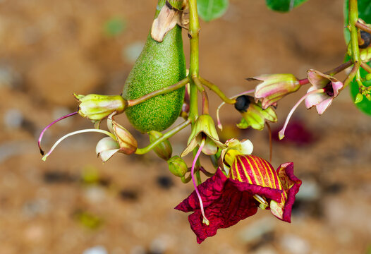 Blood-red flower of a sausage tree, kigelia africana, in full bloom hanging from a long stem next to an early sausage fruit