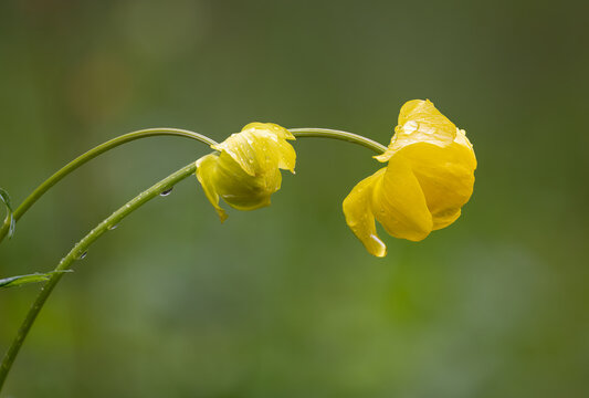 Nodding Globeflowers flowers in rain