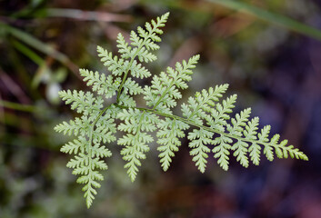 Mountain bladderfern leaf closeup  © Tommi Syvänperä 