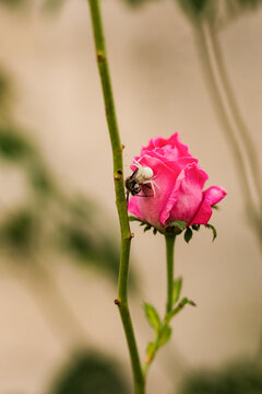 Pink rose with crab spider in spring garden