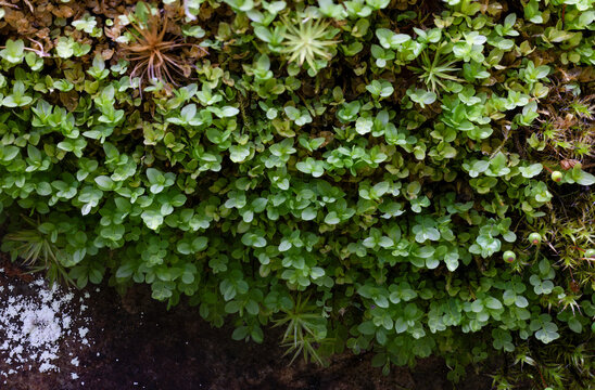 Denise curvey-capsuled thin-leaved moss growth