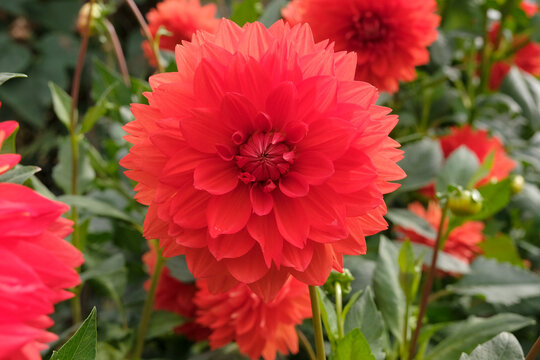 Orange decorative Dahlia &lsquo;Stadt Spremberg&rsquo; in flower.