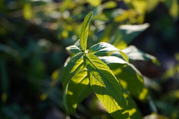 Vibrant green mint plant leaves glowing beautifully under warm morning sunlight in natural garden setting © irakli