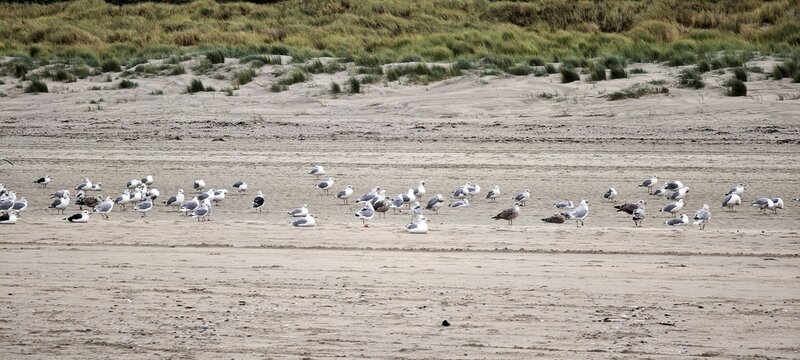 M&ouml;wen am Nordseestrand