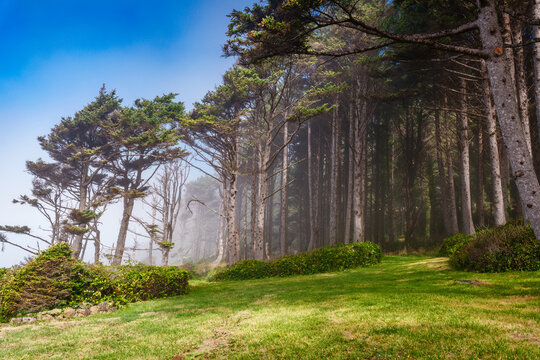 Trees In The Mist 3