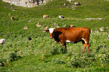 Brown and white cow grazing in a mountain pasture © yanik88