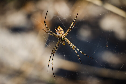 Yellow striped spider in tropic desert outside in her spider web at the sunrise. Argiope bruennichi also called zebra, tiger, silk ribbon, wasp spider in front of blurred background
