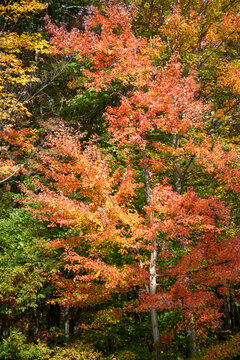 Fall foliage