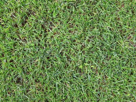 Green, fine lawn grass viewed from above. Grass background.