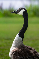 Canada goose head and neck profile in nature © Marshal