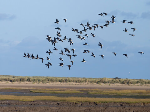 Brent geese, Branta bernicla
