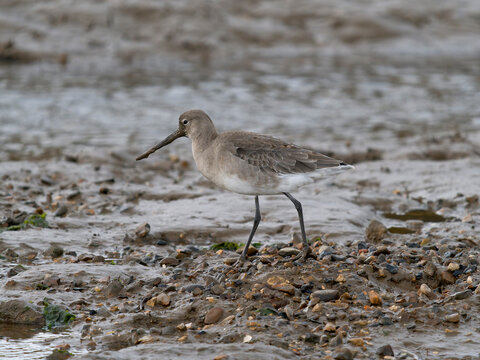 Black-tailed godwit, Limosa limosa